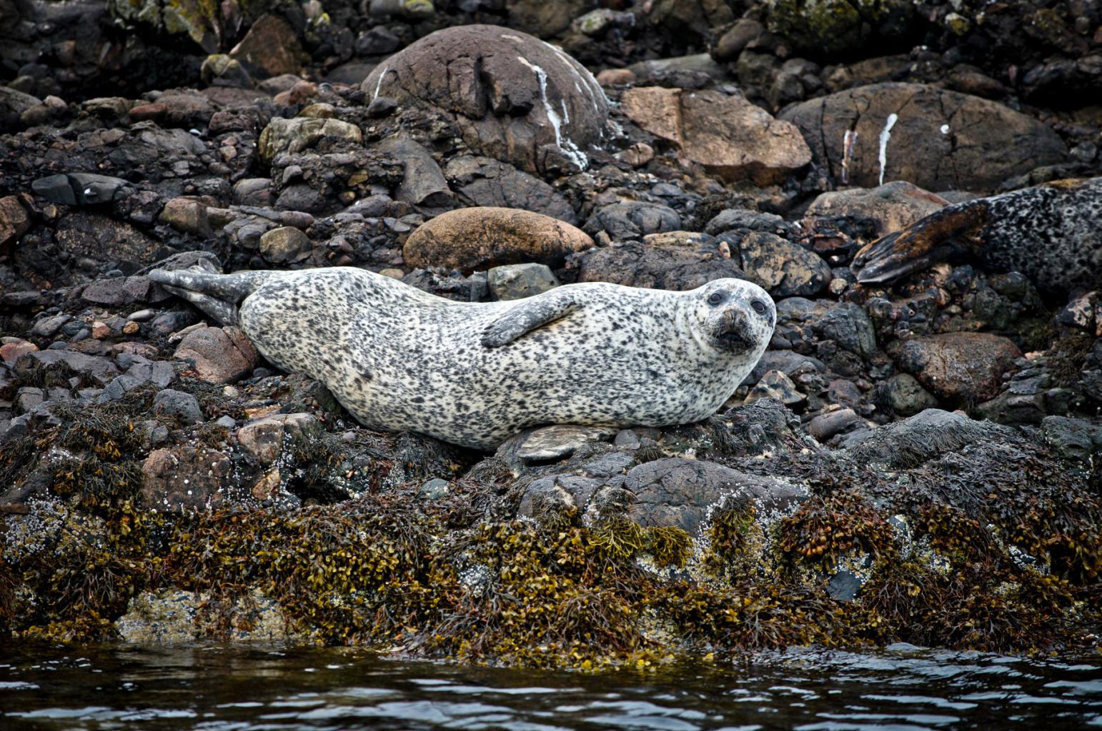 Common Seal resting on the shore